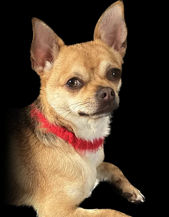 A fawn Chihuahua with a red collar looking toward the camera
