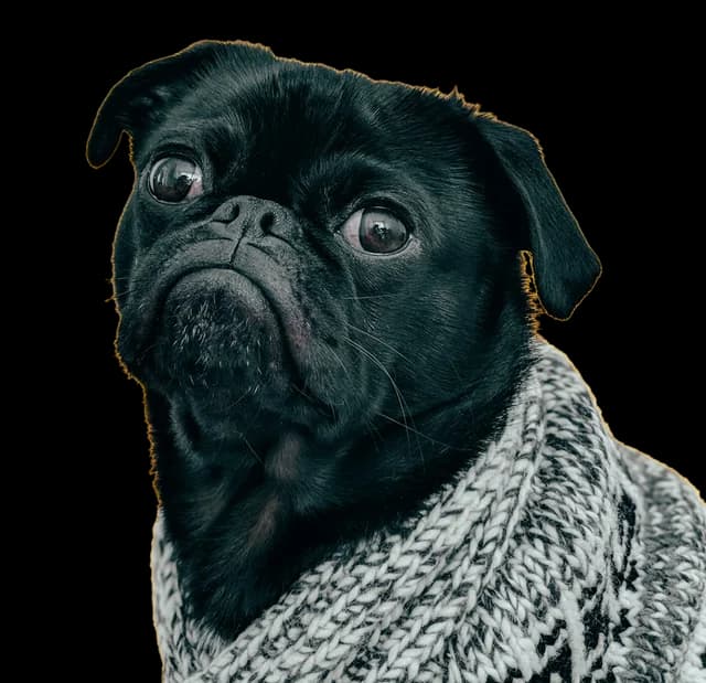A black pug wearing a knitted grey scarf