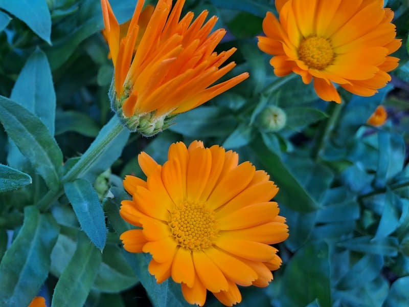 Orange calendula flowers blooming among green leaves