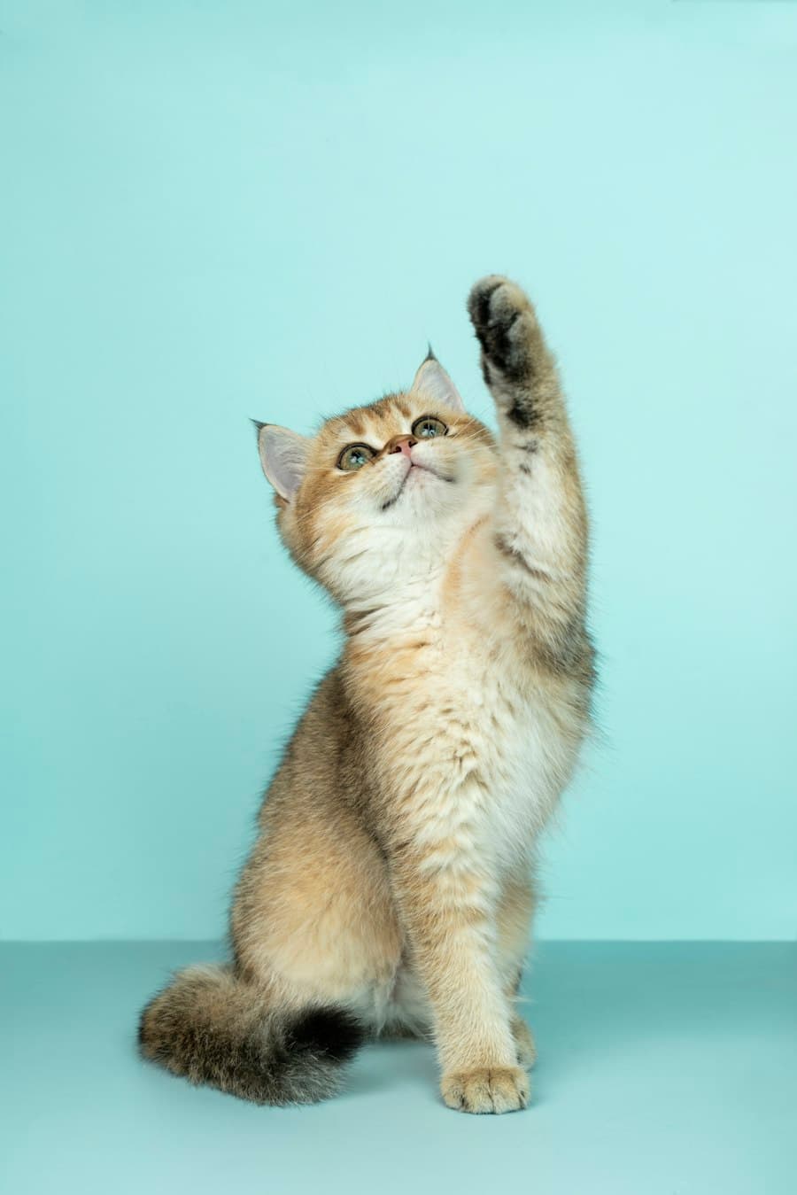 A fluffy golden kitten sitting up and reaching one paw into the air